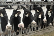 Particle size matters for high-straw dry cow diets by Casey Havekes -  Southwest New York Dairy, Livestock & Field Crops Program - Cornell  University - Cornell Cooperative Extension